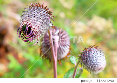 殿城山の野生アザミと植物　　　信州の風景　　　花と植物が織りなす色紙 112281298