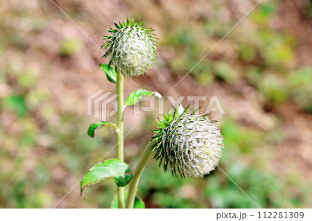 殿城山の野生アザミと植物 信州の風景 花と植物が織りなす色紙 殿城山の野生アザミと植物 信州の風景 花と植物が織りなす色紙 112281309