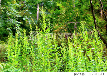 殿城山の野生アザミと植物　　　信州の風景　　　花と植物が織りなす色紙 112281311