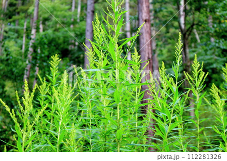 殿城山の野生アザミと植物　　　信州の風景　　　花と植物が織りなす色紙 112281326