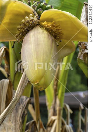 大きな花序のねもとに咲く雌花・芭蕉 112281414