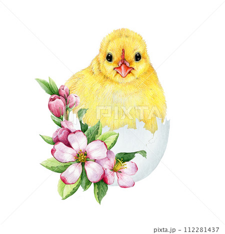 Cute chick in cracked egg shell with spring flower Easter decor. Watercolor illustration. Hand drawn small fluffy chicken hatched from the egg with spring flowers Easter decoration. White background Cute chick in cracked egg shell with spring flower Easter decor. Watercolor illustration. Hand drawn small fluffy chicken hatched from the egg with spring flowers Easter decoration. White background 112281437