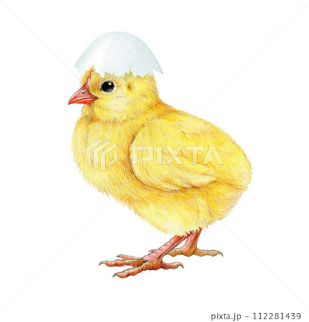Funny small chick with cracked egg shell on the head. Watercolor painted illustration. Hand drawn tiny fluffy chicken hatched from the egg. Funny chick farm bird element on white background 112281439