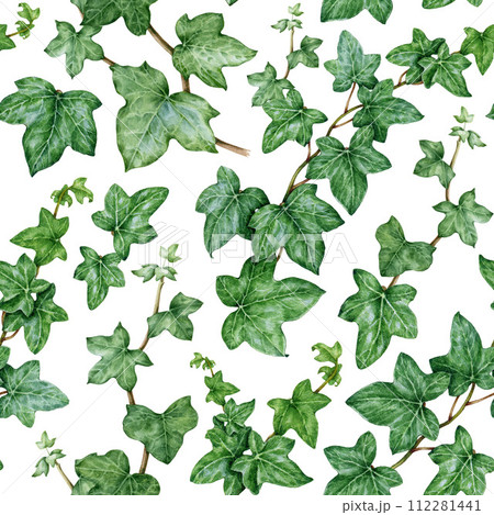 Ivy plant seamless pattern. Watercolor illustration. Green lush hedera helix painted image. Botanical fresh green stem with leaves and buds. Garden evergreen plant seamless pattern. White background Ivy plant seamless pattern. Watercolor illustration. Green lush hedera helix painted image. Botanical fresh green stem with leaves and buds. Garden evergreen plant seamless pattern. White background 112281441