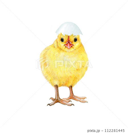 Small funny chick with cracked egg shell. Watercolor painted illustration. Hand drawn tiny fluffy chicken hatched from the egg. Funny chick farm bird element on white background Small funny chick with cracked egg shell. Watercolor painted illustration. Hand drawn tiny fluffy chicken hatched from the egg. Funny chick farm bird element on white background 112281445