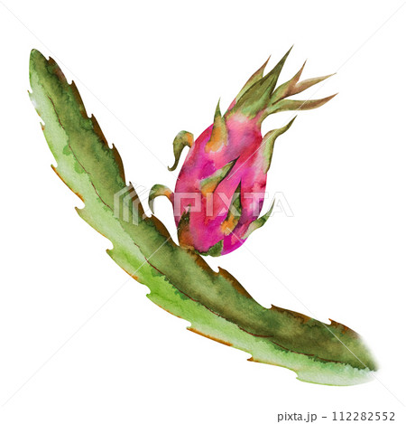 Watercolor illustration of red dragon fruit, half pitahaya with slices. Botanical composition for vegetarian exotic products, prints, stickers 112282552
