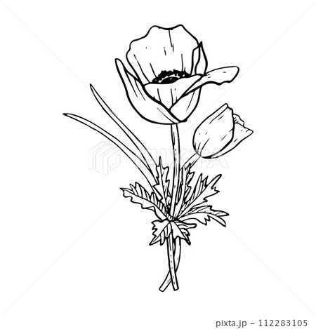 Spring tulips or anemone poppies flower bouquet with grass vector illustration Black and white botanical drawing for greeting cards and wedding designs 112283105