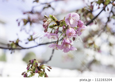 春の桜とボケと明るい光 春の桜とボケと明るい光 112283204