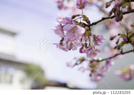 春の桜とボケと明るい光 春の桜とボケと明るい光 112283205