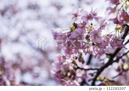 春の桜とボケと明るい光 春の桜とボケと明るい光 112283207