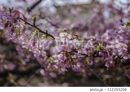春の桜とボケと明るい光 春の桜とボケと明るい光 112283208