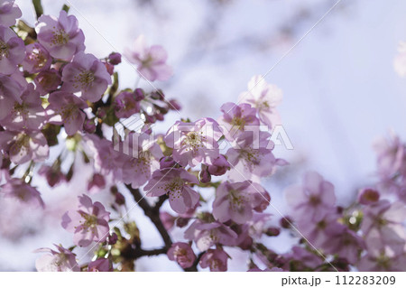 春の桜とボケと明るい光 112283209