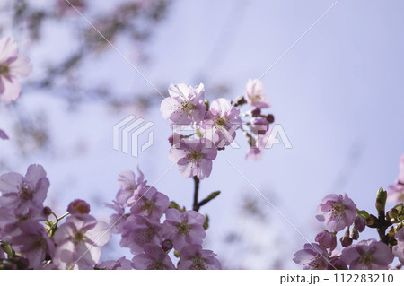 春の桜とボケと明るい光 春の桜とボケと明るい光 112283210