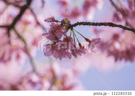 春の桜とボケと明るい光 112283310