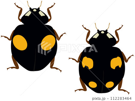 益虫の「ナミテントウ」二紋型 黒地黄二紋 四紋型 黒地黄四紋 二匹 縦列 益虫の「ナミテントウ」二紋型 黒地黄二紋 四紋型 黒地黄四紋 二匹 縦列 112283464