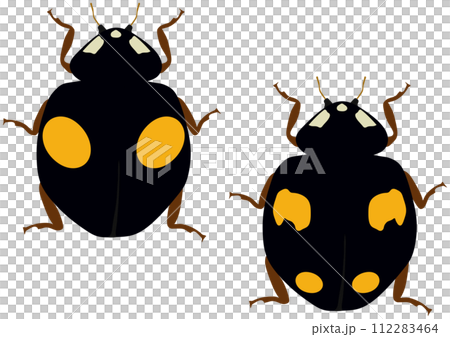 益虫の「ナミテントウ」二紋型 黒地黄二紋 四紋型 黒地黄四紋 二匹 縦列 益虫の「ナミテントウ」二紋型 黒地黄二紋 四紋型 黒地黄四紋 二匹 縦列 112283464