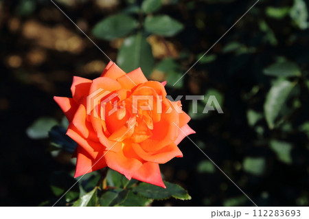 荒尾市 おもやい市民花壇 バラの花、 荒尾市 おもやい市民花壇 バラの花、 112283693