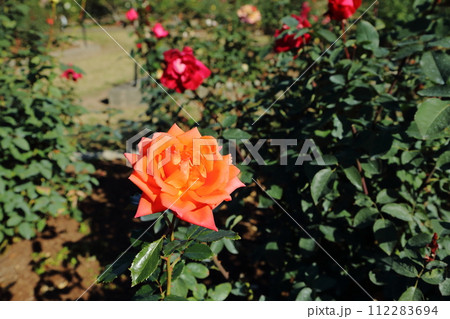 荒尾市　おもやい市民花壇　バラの花、 112283694