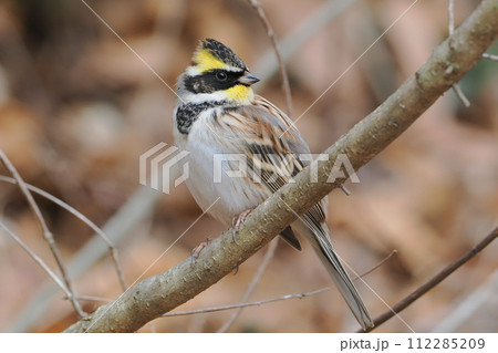 里山で出会ったミヤマホオジロの雄 112285209
