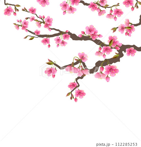 Japanese sakura flowers. Cherry blossom branch with a blooming pink flower. Realistic vector spring tree isolated on white background. Hanami Festival. Illustration for wedding invitations women's day 112285253