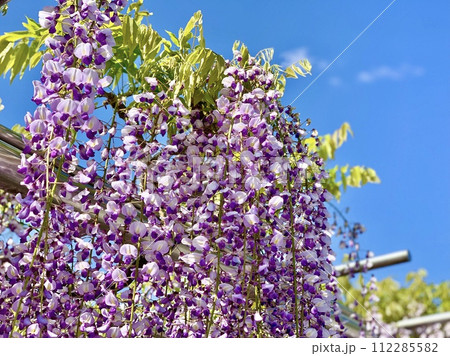 青空に映える満開の五万石藤〈岡崎城公園(五万石藤棚)/愛知県岡崎市〉 112285582