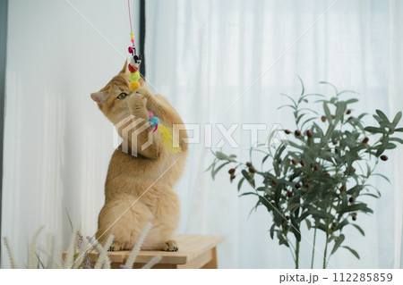 happy with cat concept with british cat play on wood table with modern home decoration background happy with cat concept with british cat play on wood table with modern home decoration background 112285859