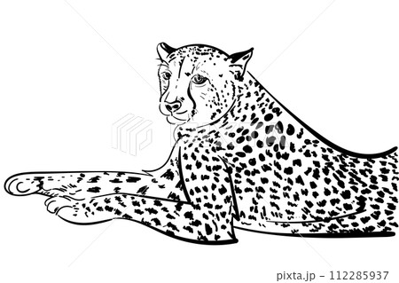 lying resting Cheetah hand-drawn with ink on white background logo. Sketch doodle style animal illustration. Engraving 112285937