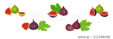 Fresh Green and Purple Fig Fruit Vector Set 112286006