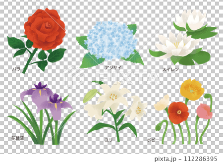 水彩風格六月花插畫-插圖素材[112286395] - PIXTA圖庫