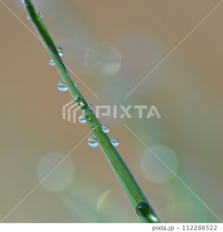 Spring. Beautiful natural background of green grass with dew and water drops. Seasonal concept - morning in nature. 112286522
