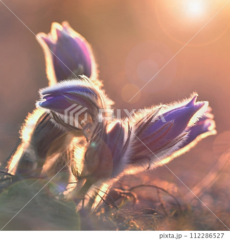 Spring background with flowers in meadow. Pasque Flower (Pulsatilla grandis) Spring background with flowers in meadow. Pasque Flower (Pulsatilla grandis) 112286527