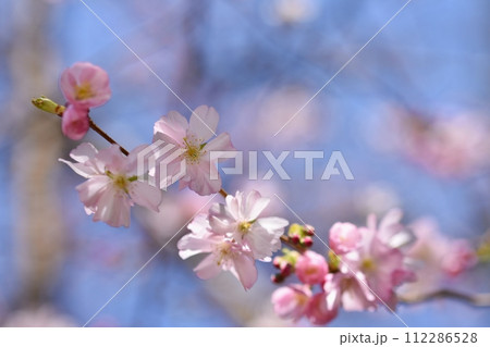 Spring flowers. Beautifully blossoming tree branch. Cherry - Sakura and sun with a natural colored background. 112286528