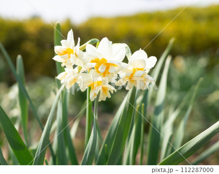 水仙の白い花 水仙の白い花 112287000