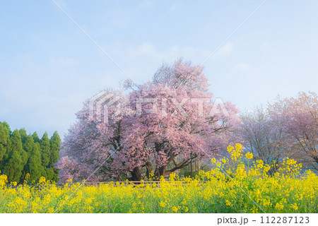 熊本県阿蘇市南阿蘇村の一心行の大桜 112287123