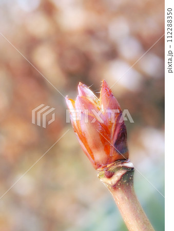 Spring, flower and bud in natural, garden and growth in environmental development for floral blossom. Outside, sprouts in anthology and ecology for new beginning or change of season closeup or botany Spring, flower and bud in natural, garden and growth in environmental development for floral blossom. Outside, sprouts in anthology and ecology for new beginning or change of season closeup or botany 112288350
