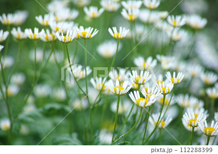 Nature, spring and calm daisy field with natural landscape, morning blossom and floral bloom. Growth, peace and wild flower bush with green backyard garden, countryside and sustainable environment. Nature, spring and calm daisy field with natural landscape, morning blossom and floral bloom. Growth, peace and wild flower bush with green backyard garden, countryside and sustainable environment. 112288399