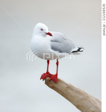 Bird, outdoors and perched on branch, wooden and avian wild animal in natural environment. Seagull, closeup and feathers for gulls native to shorelines, wildlife and birdwatching or birding 112288526