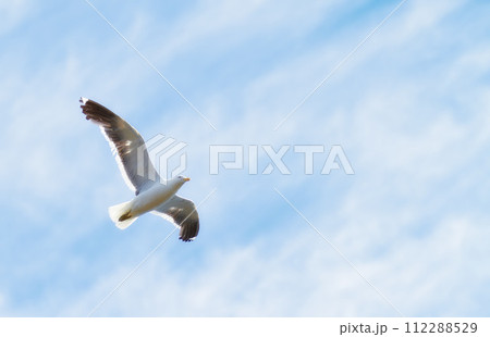 Flight, freedom and bird in sky on mockup space, animals in migration and travel in air. Nature, wings and seagull flying in calm clouds, tropical summer and wildlife with feathers on hunting journey 112288529