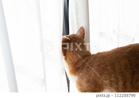 カーテンの隙間に入る猫　茶トラ白 112288790