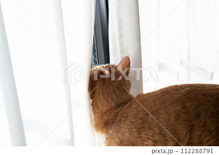 カーテンの隙間に入る猫　茶トラ白 112288791