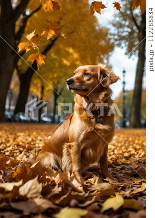 Dog sits in leafy park with trees and cars in the background. Generative AI 112288834
