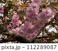 ピンク色の花びらが綺麗な八重桜 112289087