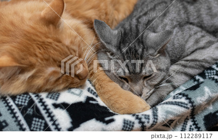 仲良く眠る 112289117