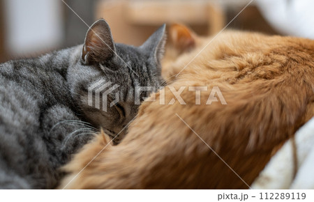 仲良く眠る 仲良く眠る 112289119