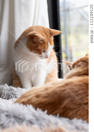 窓辺の猫 窓辺の猫 112289120