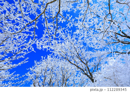 霧氷樹林と青空(鶴見岳山頂・別府市) 霧氷樹林と青空(鶴見岳山頂・別府市) 112289345