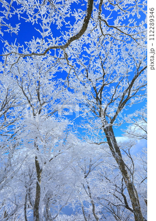 霧氷樹林と青空(鶴見岳山頂・別府市・縦構図) 霧氷樹林と青空(鶴見岳山頂・別府市・縦構図) 112289346