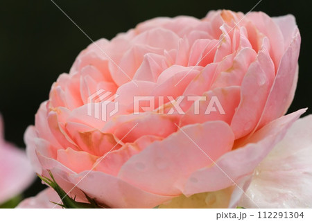 薄いピンク色の薔薇　花弁が密に詰まっている豪華な花 112291304