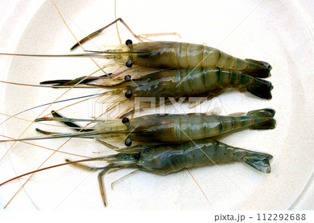 Freshly Caught Freshwater Prawns on an Old White Plate Freshly Caught Freshwater Prawns on an Old White Plate 112292688