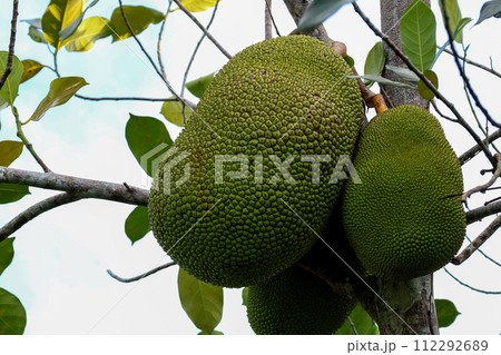 Jackfruit Fruits Growing on the Tree in Sarawak Borneo 112292689